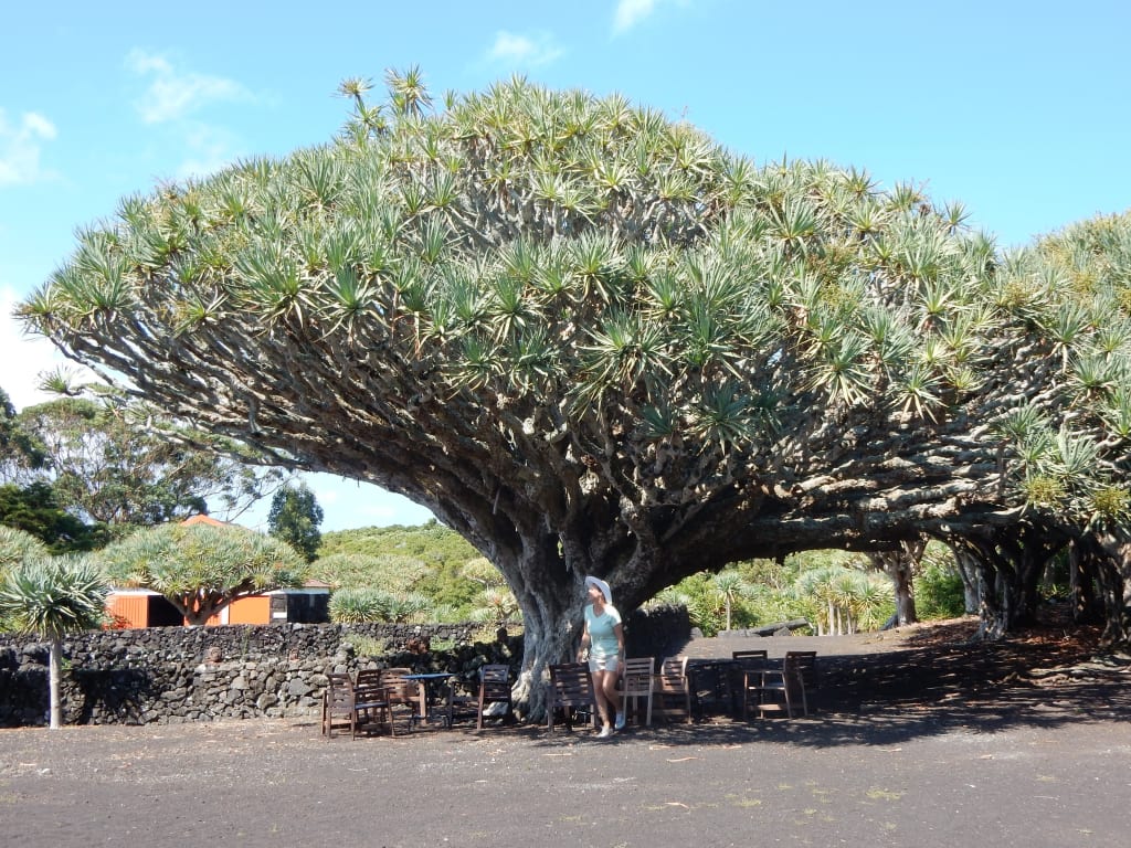 Grande albero solitario in una radura, Isole Azzorre.